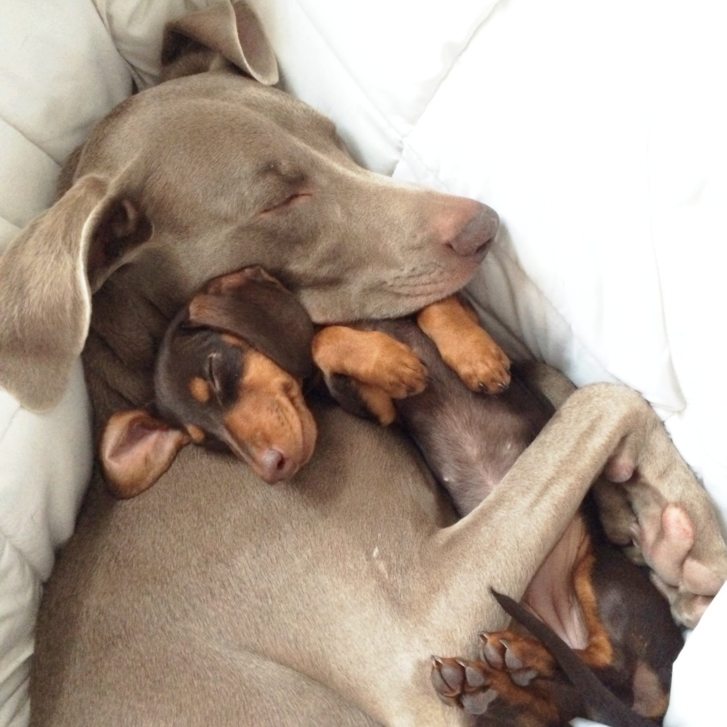 19 Pictures Of Cuddling Puppies To Get You Through Finals - Society19