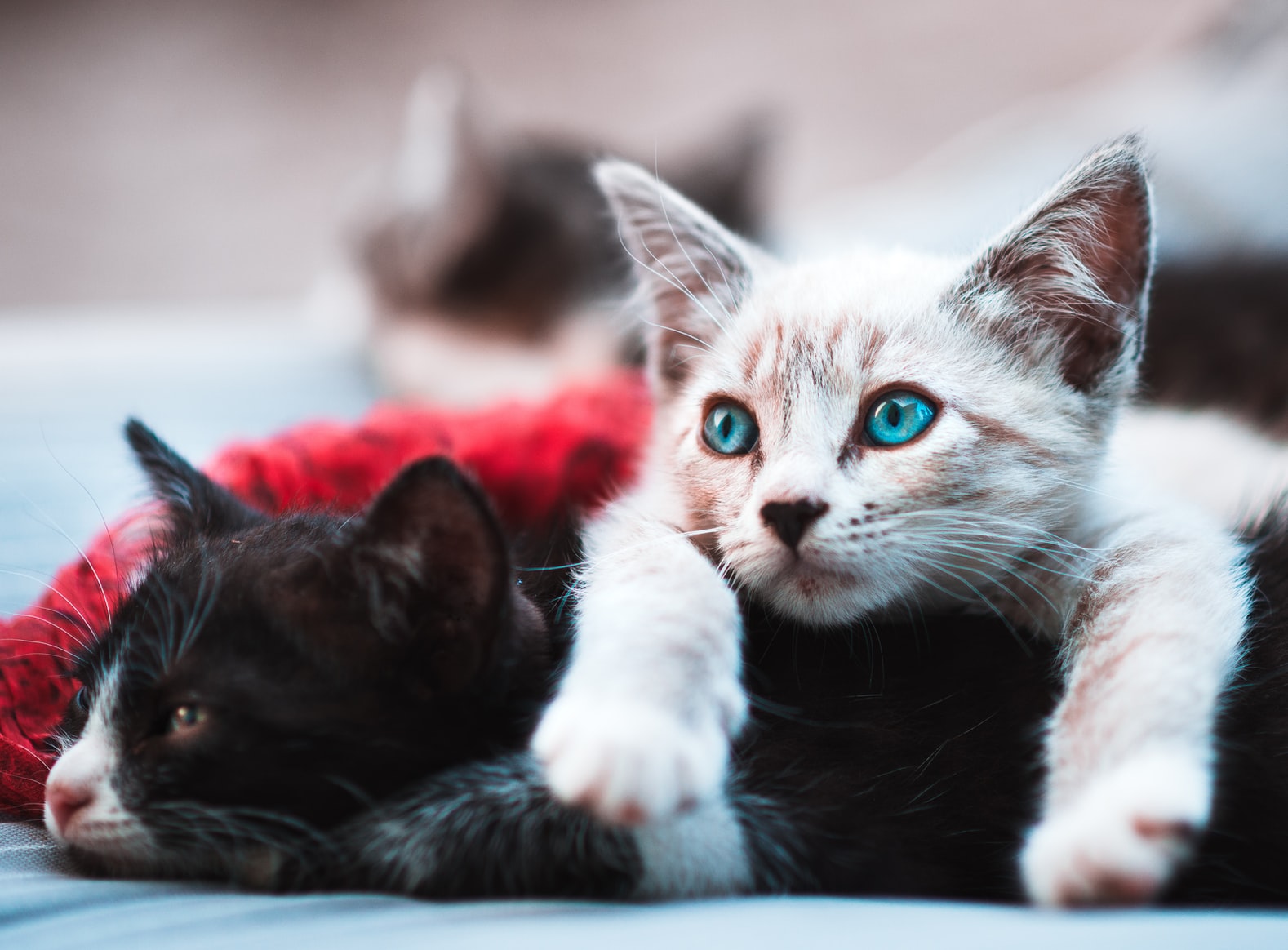 These 8 Cat Breeds Are Perfect For First Time Pet Owners - Society19